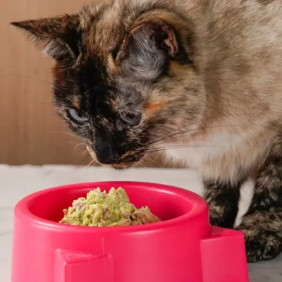 NutriGato Sensaciones